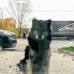 Подробнее об объявлении «Казань Пропала собака кобель зовут рекс» Фото: пропала собака  «Казань Пропала собака кобель зовут рекс» в г. Казань