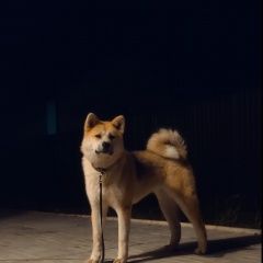 Подробнее об объявлении «Звенигород Пропала собака» Фото: пропала собака Акита-ину «Звенигород Пропала собака» в г. Звенигород