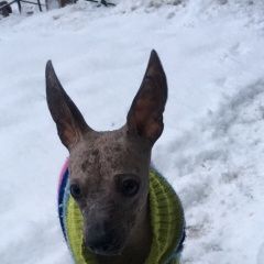 Подробнее об объявлении «Пропала собака Санкт-Петербург» Фото: пропала собака  «Пропала собака Санкт-Петербург» в г. Санкт-Петербург