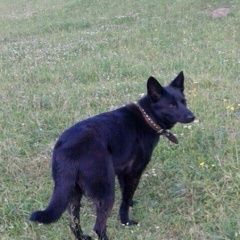 Подробнее об объявлении «Пропала собака Можайск» Фото: пропала собака  «Пропала собака Можайск» в г. Можайск