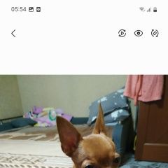 Подробнее об объявлении «Елизово (Камчатская обл.) Пропала собака кобель помогите, сил уже не осталось» Фото: пропала собака Той-терьер «Елизово (Камчатская обл.) Пропала собака кобель...» в г. Елизово (Камчатская обл.)