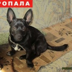 Подробнее об объявлении «Пропала собака кобель небольшой черный песик Екатеринбург» Фото: пропала собака  «Пропала собака кобель небольшой черный песик...» в г. Екатеринбург