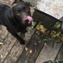 Подробнее об объявлении «Пропала собака лабрадор окрас коричневый, девочка Пушкино» Фото: пропала собака Лабрадор ретривер «Пропала собака лабрадор окрас коричневый,...» в г. Пушкино