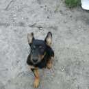 Подробнее об объявлении «Сызрань Пропала собака по кличке рада» Фото: пропала собака  «Сызрань Пропала собака по кличке рада» в г. Сызрань