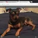 Подробнее об объявлении «Пропала собака кобель Санкт-Петербург» Фото: пропала собака Русский той-терьер «Пропала собака кобель Санкт-Петербург» в г. Санкт-Петербург