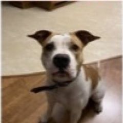 Подробнее об объявлении «Пропала собака Санкт-Петербург» Фото: пропала собака Американский стаффордширский терьер «Пропала собака Санкт-Петербург» в г. Санкт-Петербург