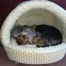 Подробнее об объявлении «Подольск Пропала собака» Фото: пропала собака Йоркширский терьер «Подольск Пропала собака» в г. Подольск