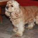 Подробнее об объявлении «Пропала собака кобель Симферополь» Фото: пропала собака Американский кокер-спаниель «Пропала собака кобель Симферополь» в г. Симферополь