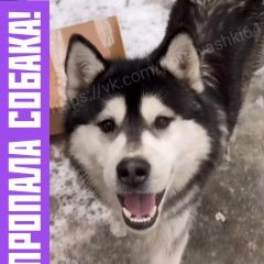 Подробнее об объявлении «Пропала собака кобель 24 марта Саратов» Фото: пропала собака Сибирская хаски «Пропала собака кобель 24 марта Саратов» в г. Саратов
