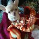 Подробнее об объявлении «Пропала собака кобель помогите найти моего пёсика, прошу вас(( Феодосия» Фото: пропала собака Чихуахуа «Пропала собака кобель помогите найти моего...» в г. Феодосия