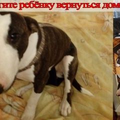 Подробнее об объявлении «Пропала собака Москва» Фото: пропала собака Бультерьер «Пропала собака Москва» в г. Москва
