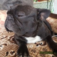 Подробнее об объявлении «Пропала собака кобель французский бульдог Дмитров» Фото: пропала собака Французский бульдог «Пропала собака кобель французский бульдог Дмитров» в г. Дмитров