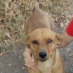 Подробнее об объявлении «Магнитогорск Пропала собака кобель» Фото: пропала собака  «Магнитогорск Пропала собака кобель» в г. Магнитогорск