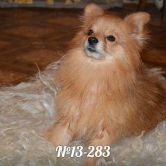 Подробнее об объявлении «Таганрог Пропала собака кобель» Фото: пропала собака Померанский шпиц «Таганрог Пропала собака кобель» в г. Таганрог