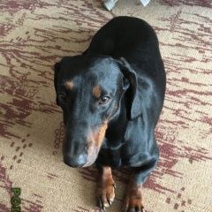 Подробнее об объявлении «Пропала собака кобель Ступино» Фото: пропала собака Такса «Пропала собака кобель Ступино» в г. Ступино