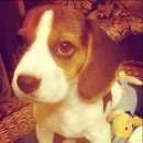 Подробнее об объявлении «Пропала собака Дмитров» Фото: пропала собака Бигль «Пропала собака Дмитров» в г. Дмитров