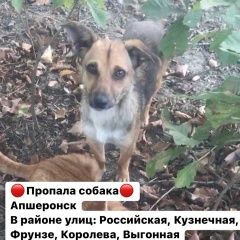 Подробнее об объявлении «Пропала собака Апшеронск» Фото: пропала собака  «Пропала собака Апшеронск» в г. Апшеронск