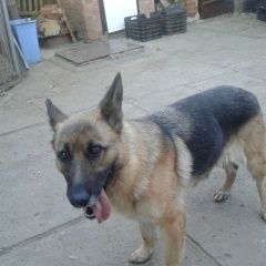 Подробнее об объявлении «Батайск Пропала собака порода - немецкая овчарка» Фото: пропала собака Немецкая овчарка «Батайск Пропала собака порода - немецкая овчарка» в г. Батайск