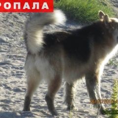 Подробнее об объявлении «Кола Пропала собака кобель отзывается на кличку васька» Фото: пропала собака  «Кола Пропала собака кобель отзывается на кличку...» в г. Кола