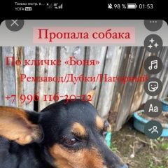 Подробнее об объявлении «Пропала собака карликовый пинчер Йошкар-Ола» Фото: пропала собака Цвергпинчер (Карликовый пинчер) «Пропала собака карликовый пинчер Йошкар-Ола» в г. Йошкар-Ола