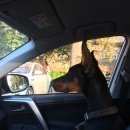 Подробнее об объявлении «Пропала собака доберман Нижний Новгород» Фото: пропала собака  «Пропала собака доберман Нижний Новгород» в г. Нижний Новгород