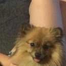 Подробнее об объявлении «Челябинск Пропала собака sos» Фото: пропала собака Померанский шпиц «Челябинск Пропала собака sos» в г. Челябинск