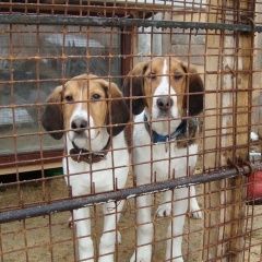 Подробнее об объявлении «Пропала собака кобель Звенигород» Фото: пропала собака  «Пропала собака кобель Звенигород» в г. Звенигород