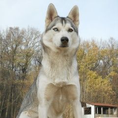 Подробнее об объявлении «Пропала собака Москва» Фото: пропала собака  «Пропала собака Москва» в г. Москва