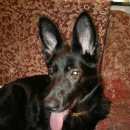 Подробнее об объявлении «Пропала собака Кострома» Фото: пропала собака  «Пропала собака Кострома» в г. Кострома