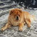 Подробнее об объявлении «Пропала собака кобель Нижний Новгород» Фото: пропала собака Чау-чау «Пропала собака кобель Нижний Новгород» в г. Нижний Новгород