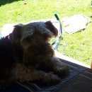 Подробнее об объявлении «Пропала собака кобель Реутов» Фото: пропала собака Йоркширский терьер «Пропала собака кобель Реутов» в г. Реутов