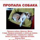 Подробнее об объявлении «Пропала собака девочка. метис Чехов» Фото: пропала собака  «Пропала собака девочка. метис Чехов» в г. Чехов
