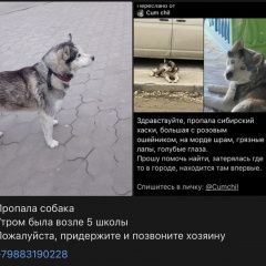 Подробнее об объявлении «Пропала собака сибирский хаски Анапа» Фото: пропала собака Сибирская хаски «Пропала собака сибирский хаски Анапа» в г. Анапа