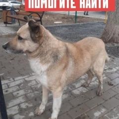 Подробнее об объявлении «Пропала собака кобель Симферополь» Фото: пропала собака  «Пропала собака кобель Симферополь» в г. Симферополь