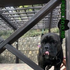 Подробнее об объявлении «Пропала собака кобель Абрау-Дюрсо» Фото: пропала собака Кане-корсо «Пропала собака кобель Абрау-Дюрсо» в г. Абрау-Дюрсо