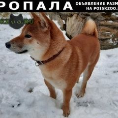 Подробнее об объявлении «Челябинск Пропала собака кобель» Фото: пропала собака Акита-ину «Челябинск Пропала собака кобель» в г. Челябинск