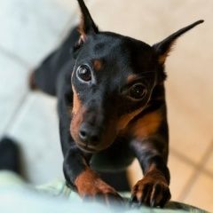 Подробнее об объявлении «Пропала собака кобель цвергпинчер Санкт-Петербург» Фото: пропала собака  «Пропала собака кобель цвергпинчер Санкт-Петербург» в г. Санкт-Петербург