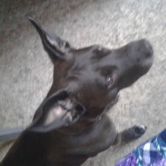 Подробнее об объявлении «Омск Пропала собака пожалуйста помогите.» Фото: пропала собака  «Омск Пропала собака пожалуйста помогите.» в г. Омск