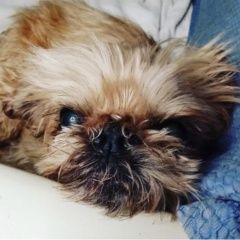 Подробнее об объявлении «Пропала собака кобель Санкт-Петербург» Фото: пропала собака Брюссельский гриффон «Пропала собака кобель Санкт-Петербург» в г. Санкт-Петербург