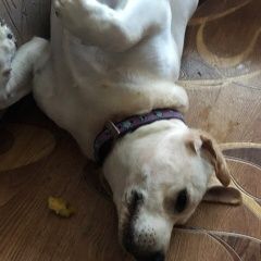 Подробнее об объявлении «Арсеньев Пропала собака лабрадор» Фото: пропала собака Лабрадор ретривер «Арсеньев Пропала собака лабрадор» в г. Арсеньев