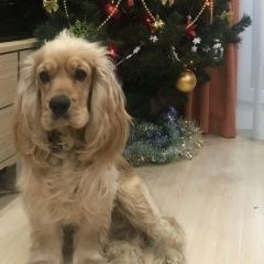 Подробнее об объявлении «Подольск Пропала собака кобель помогите найти» Фото: пропала собака Английский кокер-спаниель «Подольск Пропала собака кобель помогите найти» в г. Подольск