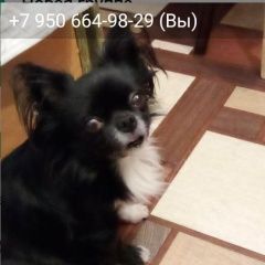 Подробнее об объявлении «Пропала собака кобель вознаграждение Санкт-Петербург» Фото: пропала собака Чихуахуа «Пропала собака кобель вознаграждение...» в г. Санкт-Петербург