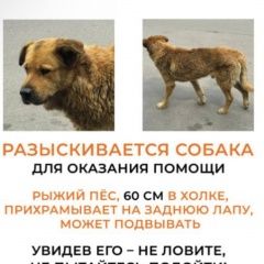 Подробнее об объявлении «Пропала собака кобель Москва» Фото: пропала собака  «Пропала собака кобель Москва» в г. Москва