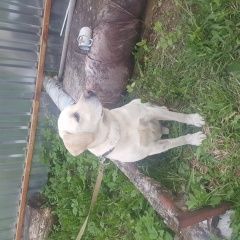 Подробнее об объявлении «Александров Пропала собака кобель» Фото: пропала собака Лабрадор ретривер «Александров Пропала собака кобель» в г. Александров