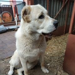 Подробнее об объявлении «Пермь Пропала собака алабай» Фото: пропала собака Среднеазиатская овчарка «Пермь Пропала собака алабай» в г. Пермь