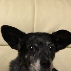 Подробнее об объявлении «Пропала собака Реутов» Фото: пропала собака  «Пропала собака Реутов» в г. Реутов