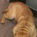 Подробнее об объявлении «Дубна Пропала собака кобель шар-пей» Фото: пропала собака Шар-пей «Дубна Пропала собака кобель шар-пей» в г. Дубна