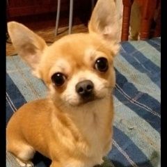 Подробнее об объявлении «Омск Пропала собака кобель чихуахуа, окрас персиковый, мальчик» Фото: пропала собака Чихуахуа «Омск Пропала собака кобель чихуахуа, окрас...» в г. Омск