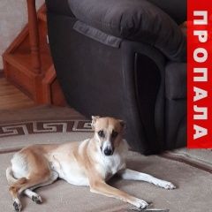 Подробнее об объявлении «Белгород Пропала собака в п. разумное» Фото: пропала собака  «Белгород Пропала собака в п. разумное» в г. Белгород