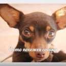 Подробнее об объявлении «Санкт-Петербург Пропала собака той-терьер, девочка» Фото: пропала собака Той-терьер «Санкт-Петербург Пропала собака той-терьер, девочка» в г. Санкт-Петербург